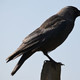 Image for article titled Science shows that crows are the biker gangs of the sky
